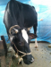 বকনা গরু